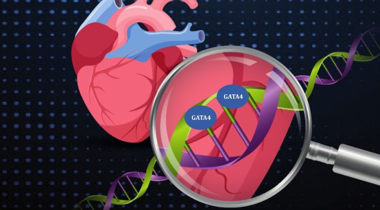 El treball científic ha trobat en el nou mecanisme la proteïna GATA4. UdG