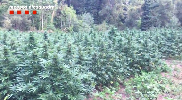 La plantació de marihuana descoberta pels Mossos d'Esquadra
