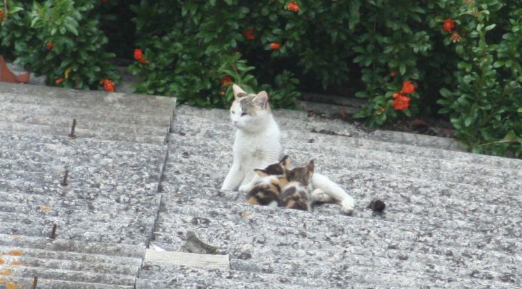 Una gata amb els seus petitons damunt el taulat d'un habitatge al carrer Pep Ventura de Salt. M. Estarriola
