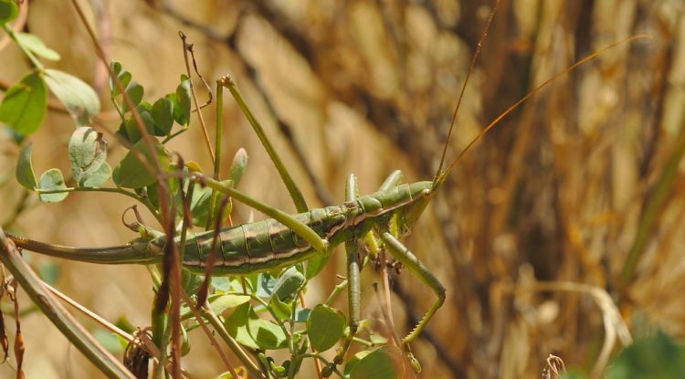 Un exemplar de l'espècie de llagosta protegida que s'ha localitzat al Parc Natural del Cap de Creus