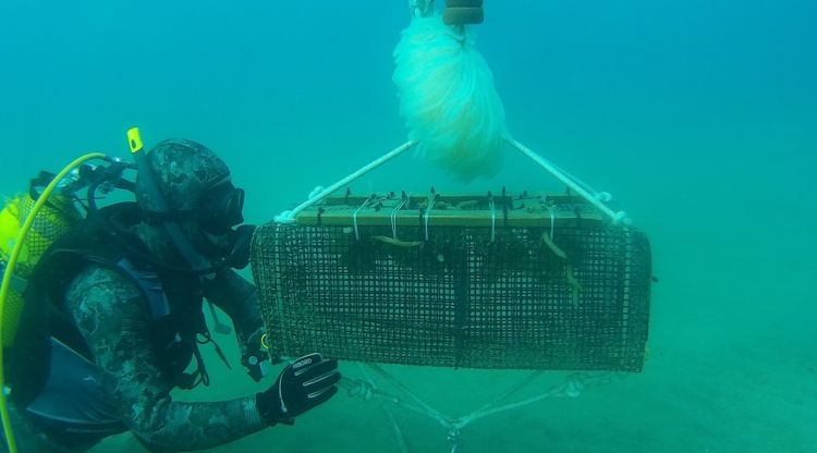 Una de les incubadores on s'han recuperat els ous de sèpies i calamars del projecte