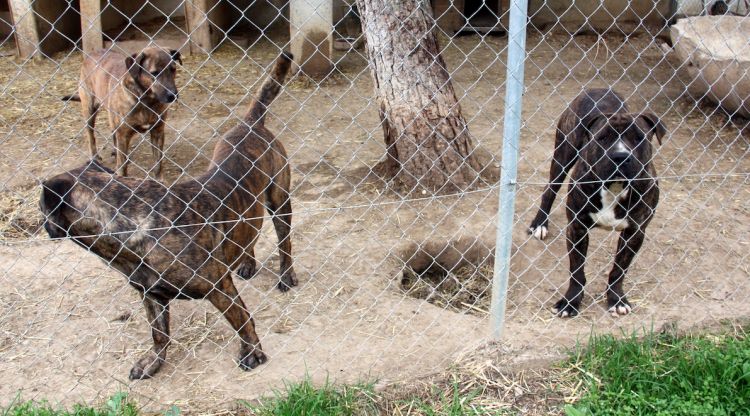 Un grup de gossos de races potencialment perilloses a les instal·lacions de la protectora de Figueres (arxiu). ACN