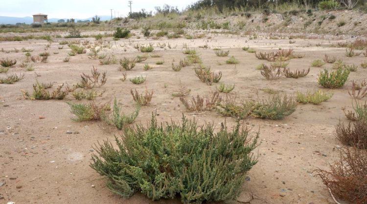 La vegetació que està creixent a la zona de la maresma de la Pletera de l'Estartit