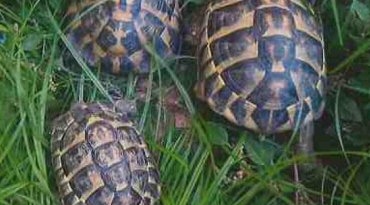 Les tres tortugues recuperades pels Mossos d'Esquadra