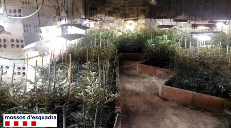 A l'interior de l'habitatge de Sant Martí de Llémena els Mossos van trobar-hi fins a 960 plantes de marihuana