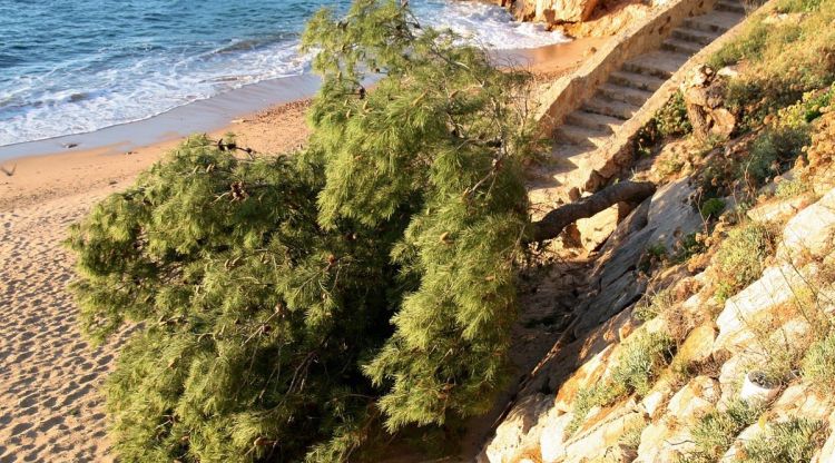 Un arbre caigut fruit de la tramuntana, ahir a Tossa de Mar. Robby Geebelen