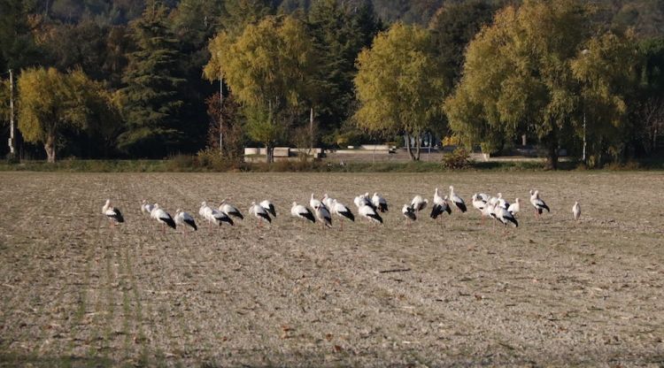 El grup de cigonyes que per primer cop hiverna a l'estany de Banyoles. ACN