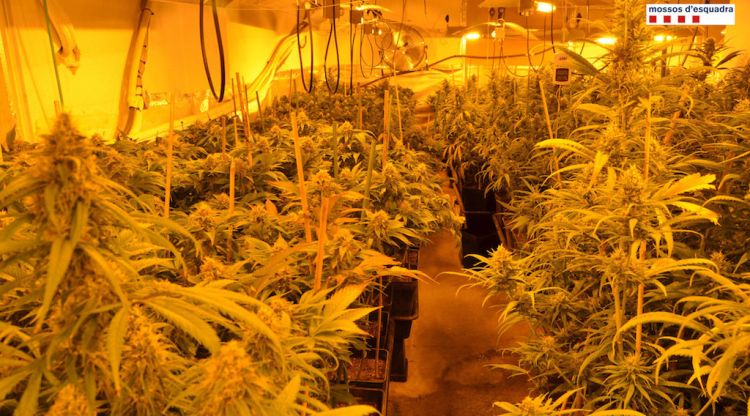 Una plantació de marihuana localitzada en una casa de Lloret de Mar