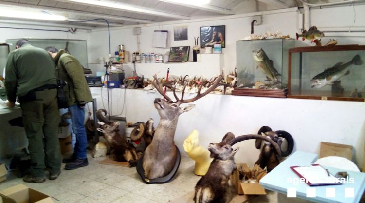 Un moment de la inspecció que els agents rurals van fer al taller de taxidèrmia de Porqueres