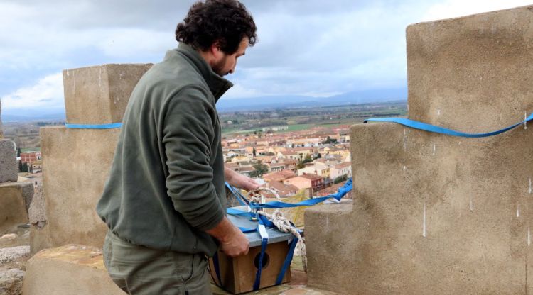 Una de les caixes nou per al xoriguer petit que s'han instal·lat campanar de la Basílica de Castelló d'Empúries. ACN