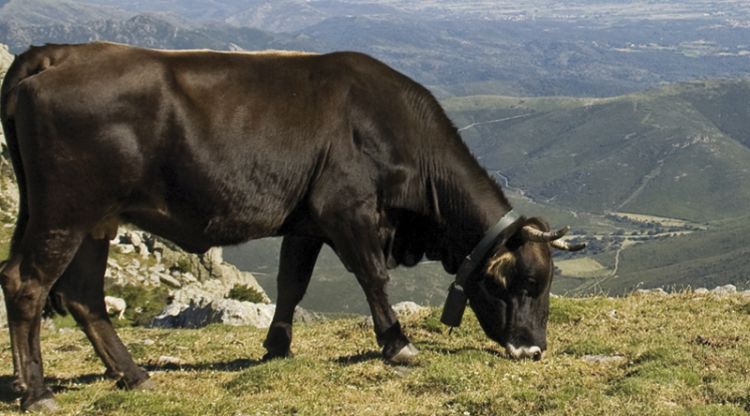 Un exemplar de vaca de l'Albera. Josep Ribas - Falgués Fotografia