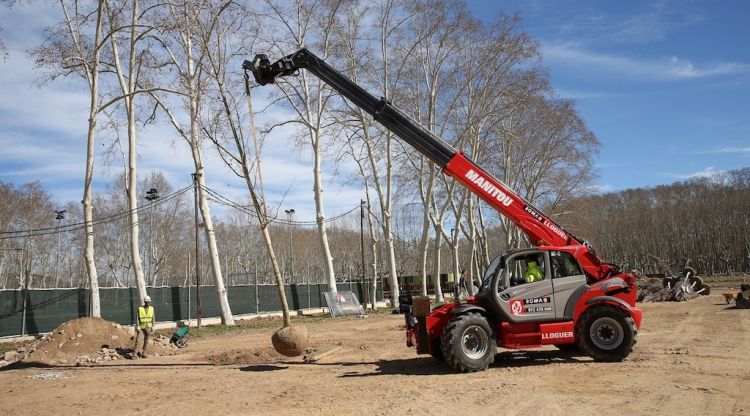 Els nous arbres que s'han plantat a la Devesa