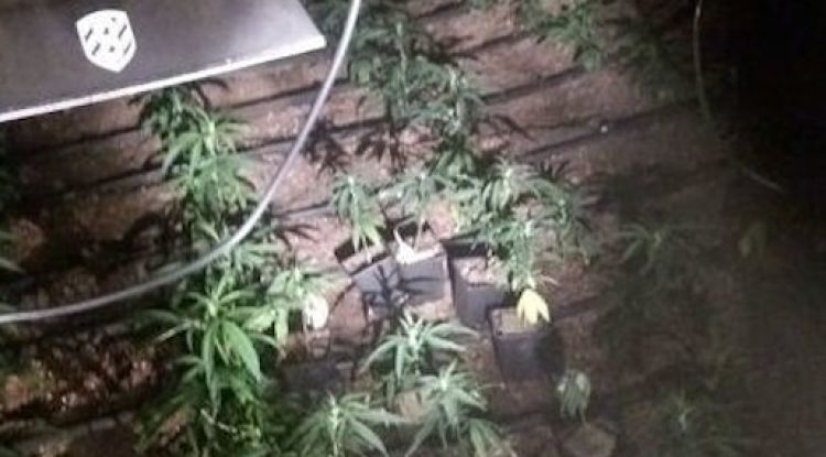 Algunes de les plantes de marihuana que els Mossos van localitzar en un garatge d'un pis a Girona