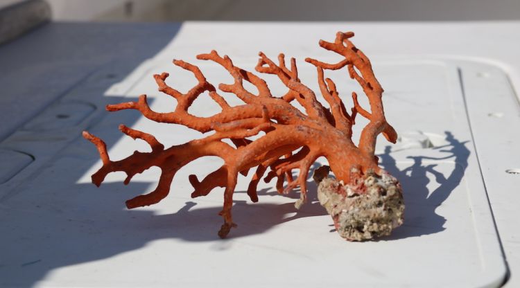 Una mostra de corall vermell pescat a la Costa Brava (arxiu). ACN