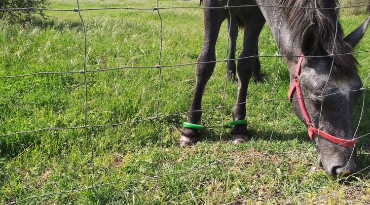 L'estat en què estava un dels cavalls localitzats en una finca a Sant Pere Pescador