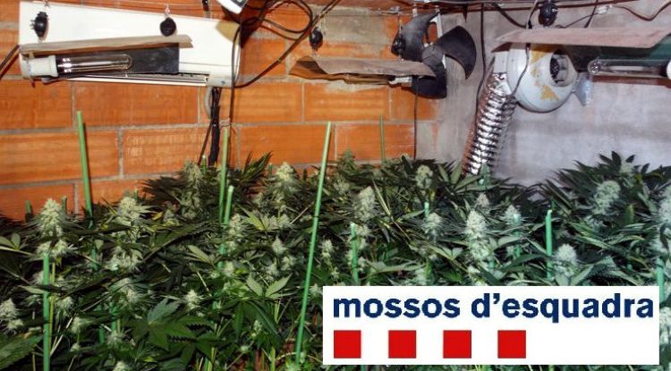 La plantació de marihuana que els Mossos han localitzat en un trastar de Figueres