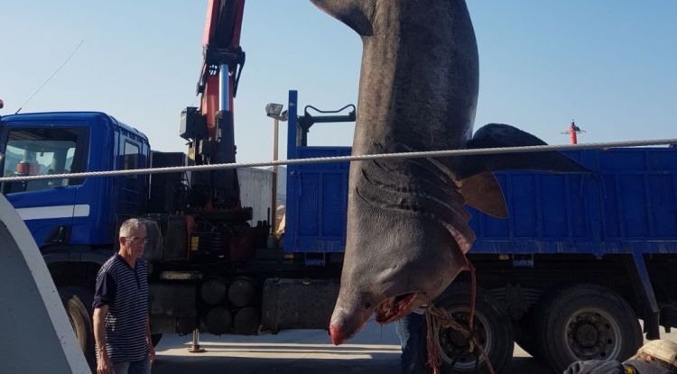 El tauró, aixecat per la grua