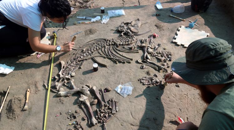 Els arqueòlegs netejant les restes del tapir infantil descobert al Camp dels Ninots. ACN