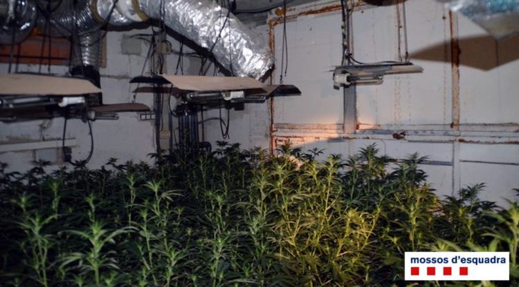 El detingut cultivava 1.400 plantes de marihuana en dues cases de Caldes de Malavella