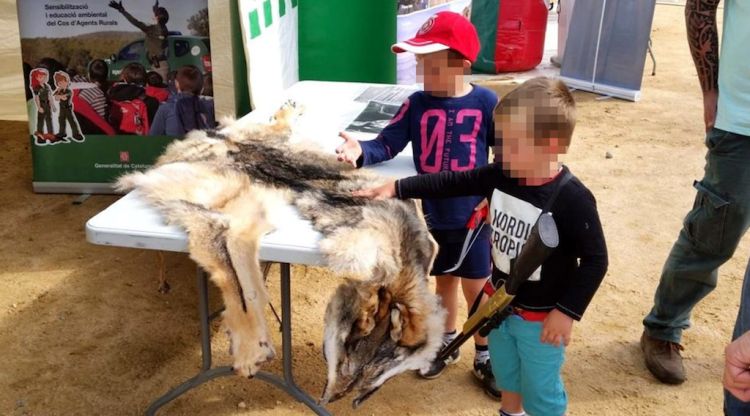 La pell dissecada del llop que va aparèixer atropellat a Mont-ras, a la fira Girocaça. Ajuntament de Santa Cristina d\'Aro