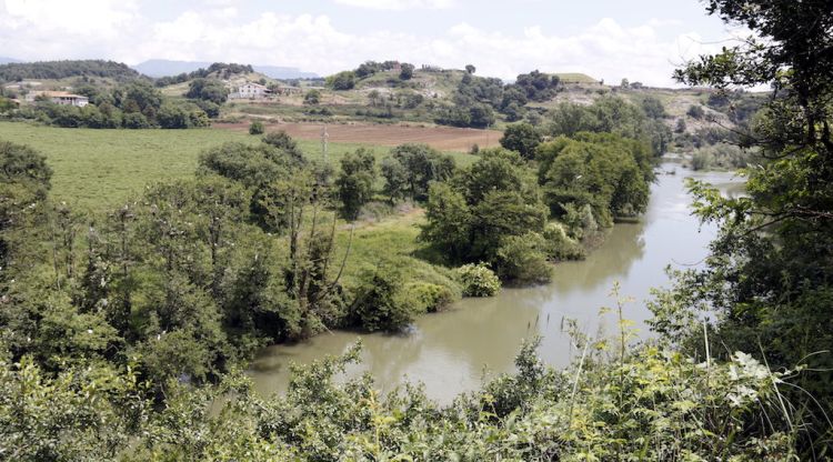 Verneda a la ribera del Ter a les Masies de Voltregà, que acull una important colònia d'ardeids. ACN
