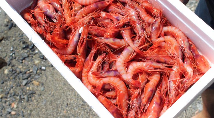 Una caixa de gamba vermella de la marca 'Gamba del Cap de Creus'