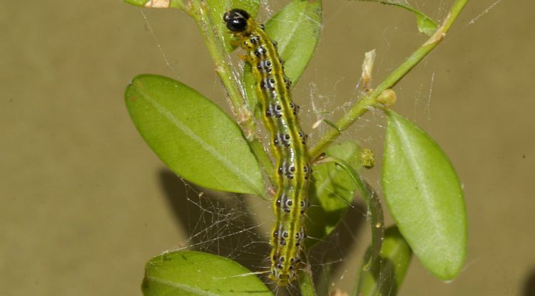 Eruga defoliadora del boix (Cydalima perspectalis)