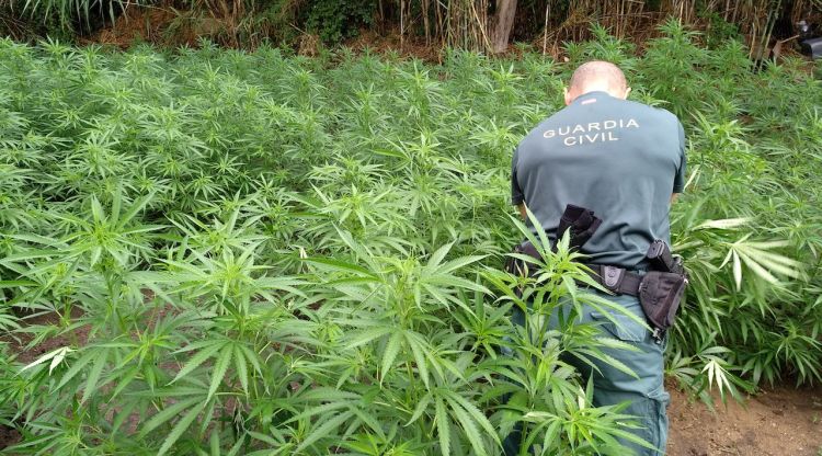 Un agent de la Guàrdia Civil en l'escorcoll de la plantació de marihuana a Masarac