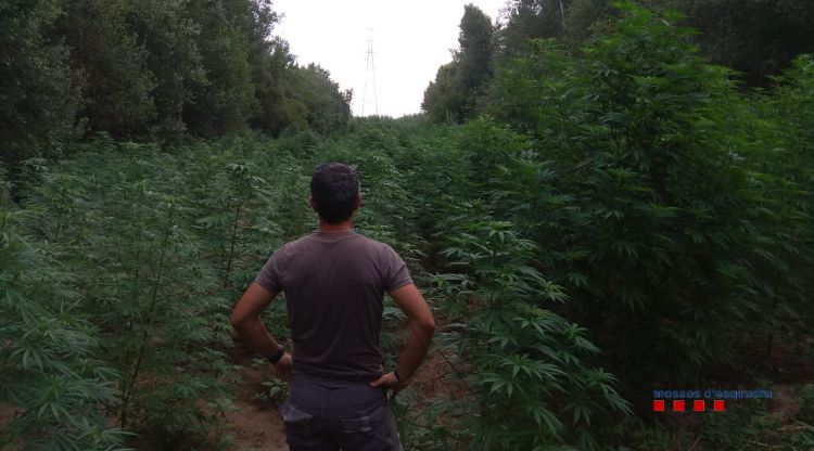 Un agent dels Mossos d'Esquadra observa una plantació de marihuana descoberta entre boscos a l'Alt Empordà