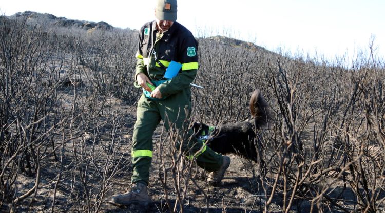 El gos ensinistrat amb el qual els agents rurals pentinen els focus de l'incendi de Roses. ACN