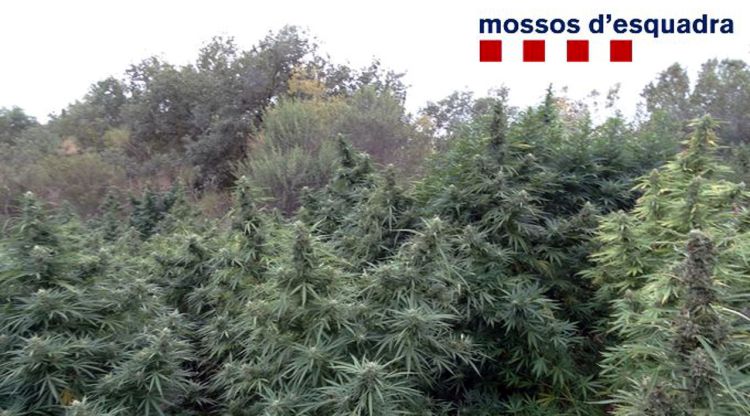 Pla general de la plantació descoberta pels Mossos