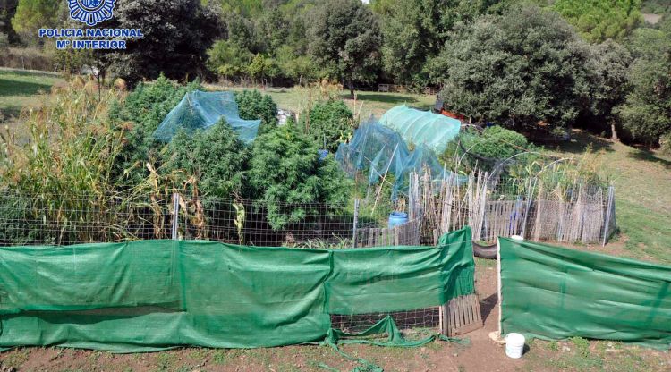 Les dues plantacions de marihuana que la policia ha desmantellat en una finca de Maçanet de la Selva