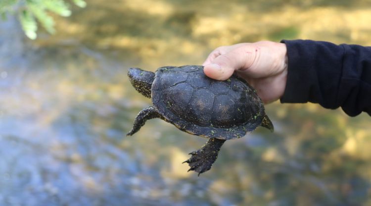 Una de les tortugues d'estany alliberades a Bescanó. ACN
