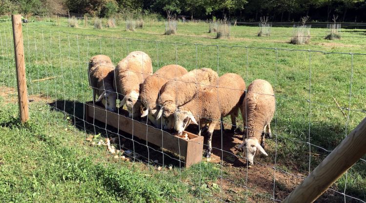 El ramat d'ovella ripollesa que té la finca de Les Cols a la Vall de Bianya. ACN