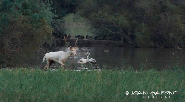 L'exemplar de daina blanca que s'ha localitzat als Aiguamolls. Joan Safont Fotògraf