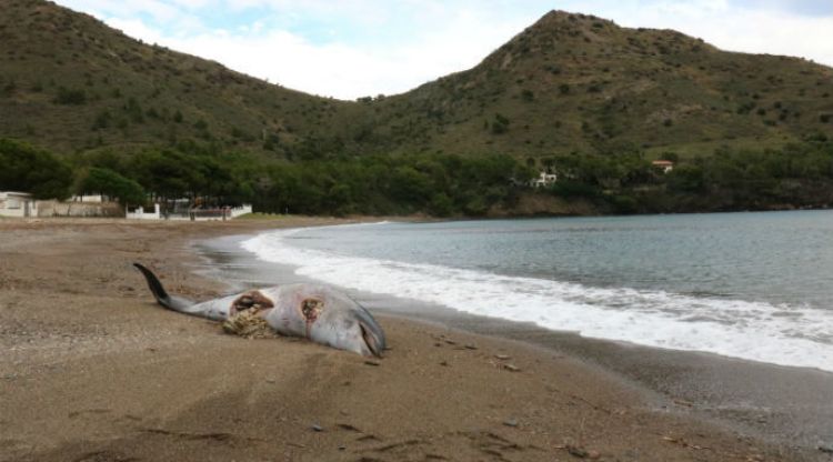 El dofí mort a cala Montjoi. Vila de Roses
