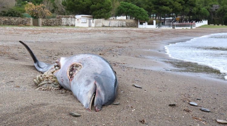 L'animal va aparèixer la setmana passada a la Cala Montjoi de Roses. Vila de Roses