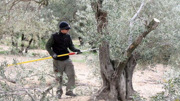 Després de la collita, els oleïcultors poden els arbres per preparar-los per l'any vinent © ACN