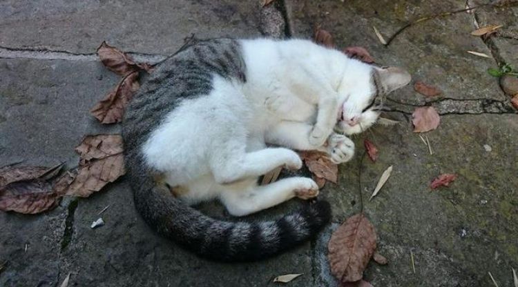 Un gat enveritat a Castellfollit de la Roca que l'entitat va denunciar l'octubre de 2015