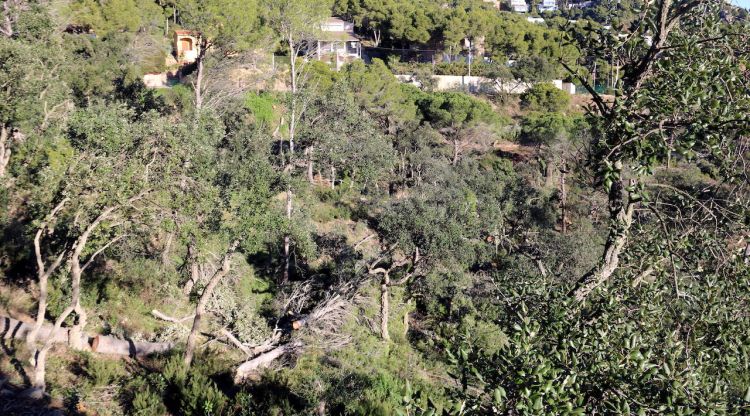 El paratge on havien començat a construir una urbanització a la cala Aigua Xelida de Palafrugell. ACN