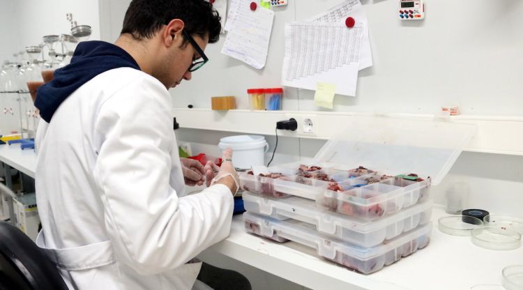 Un treballador del laboratori de l'empresa Senglar de Girona analitzant carn. ACN