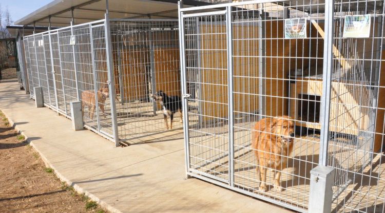 Els boxs nous del refugi d'animals del Ripollès