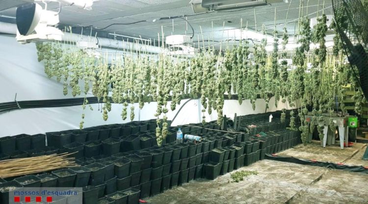 Alguns dels cabdells de marihuana intervinguts en una nau industrial de Forallac