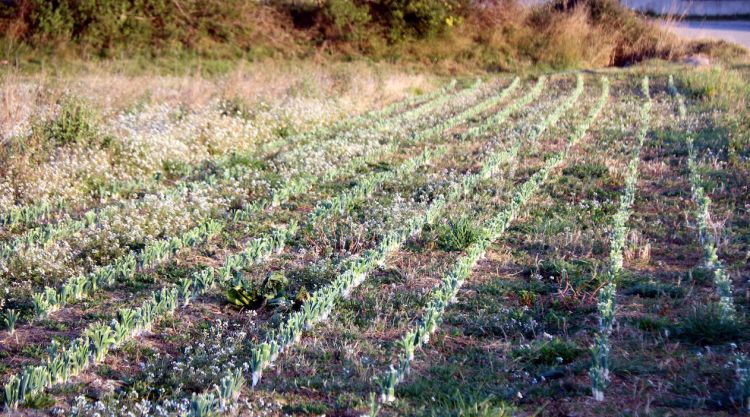 Un camp de cereals a Sant Miquel del Fluvià patint els efectes de la sequera el passat febrer. ACN