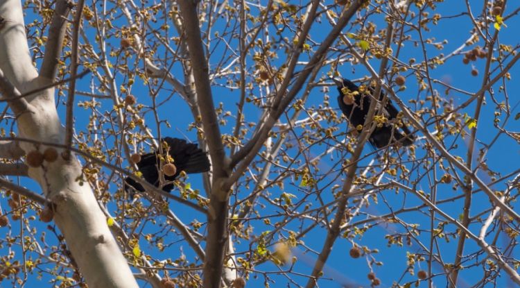 Els exemplars de graula en un arbre a la plaça de la Plamera