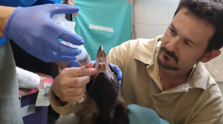 L'exemplar de voltor negre al centre de recuperació. ACN