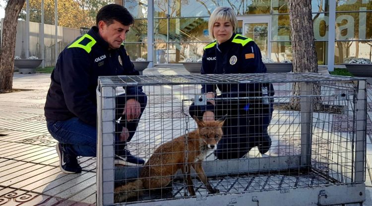 La unitat de Medi Natural de la Policia Local de Platja d'Aro amb la guilla després de capturar-la