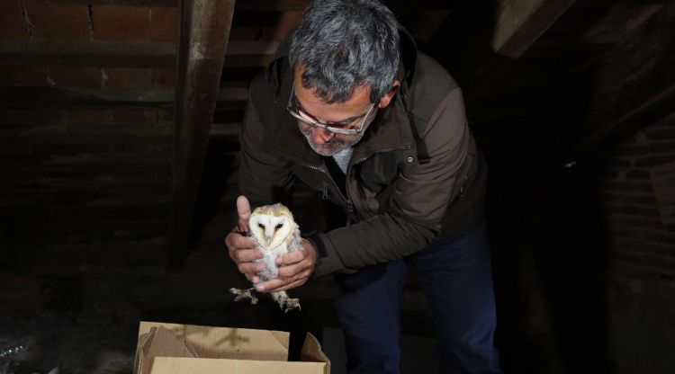 El biòleg introduint una cria d'òliba en una caixa niu al campanar de Sant Hilari Sacalm