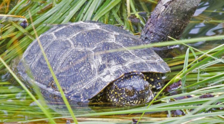 Un exemplar de tortuga d'estany