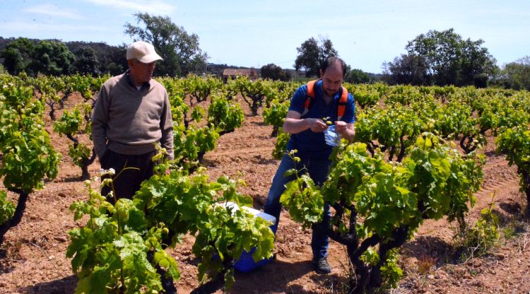 Moment de la recollida de mostres d’ADN de les vinyes de Calonge
